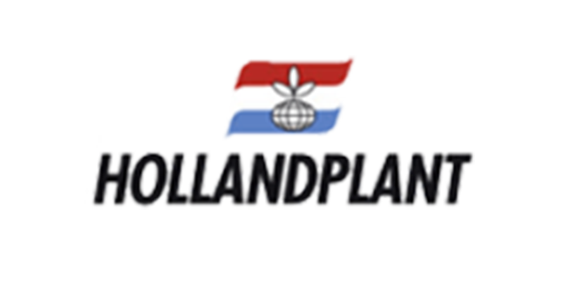 Hollandplant